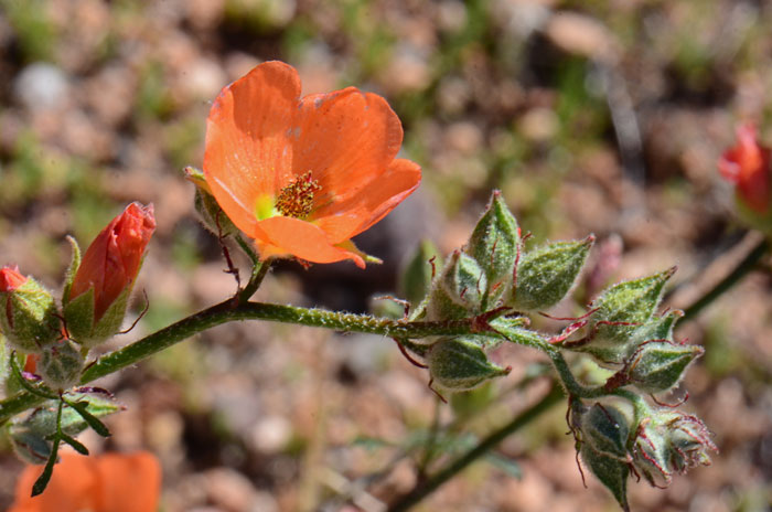 Sphaeralcea rusbyi, Rusby's Globemallow